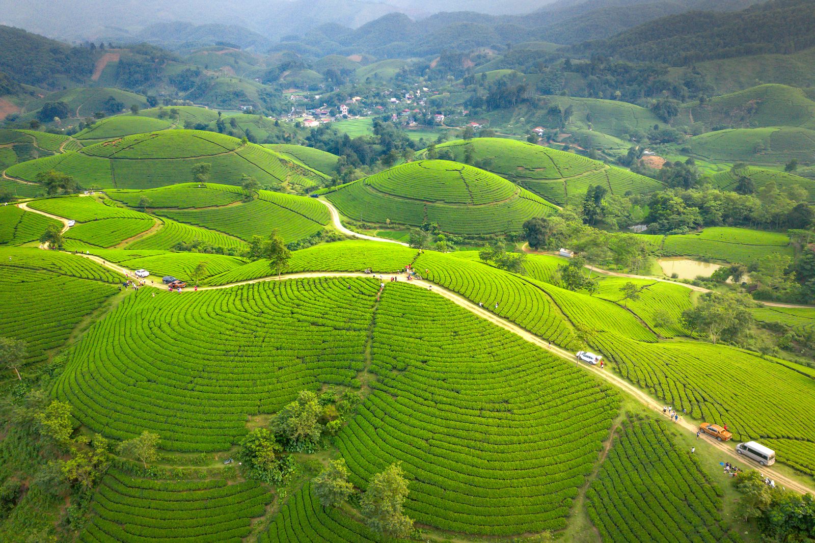 Lush green tea terraces in the mountains